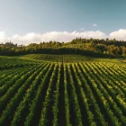 Weinberg Reben Schwarzwald